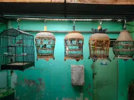 Burung Peliharaan
