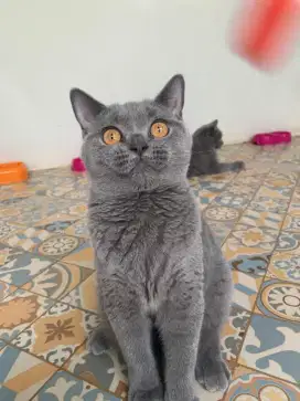 British Shorthair Blue Solid Ped
