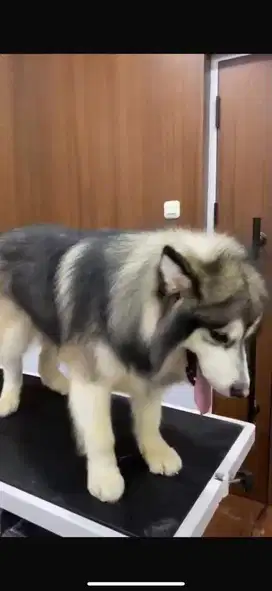 HUSKY SEPASANG asli
