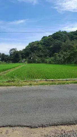 Tanah Sawah 3000 m2 Dengan View Cantik di Seyegan Sleman
