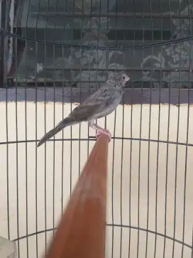 Burung kenari burja