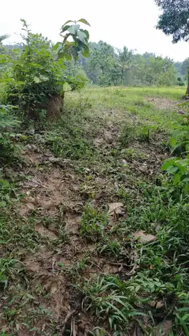Tanah Darat Murah Di Jalan Utama Bisa Untuk Perkebunan