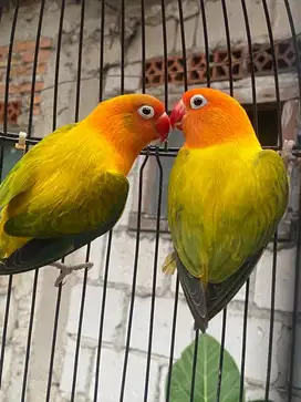 Lovebird Biola Ewing Sepasang Dewasa