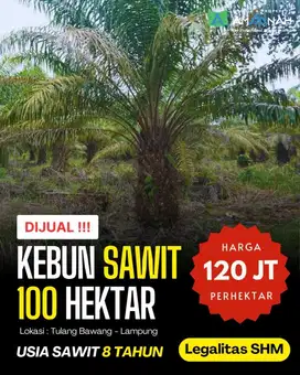 KEBUN SAWIT DI TULANG BAWANG DIJUAL MURAH