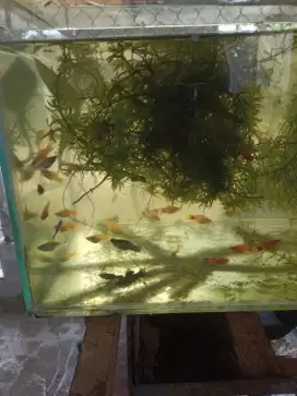Hiasan aquarium