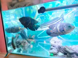 Full Set Aquarium & Isi