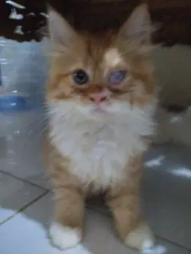 Anakan kucing Persia Medium 3 ekor