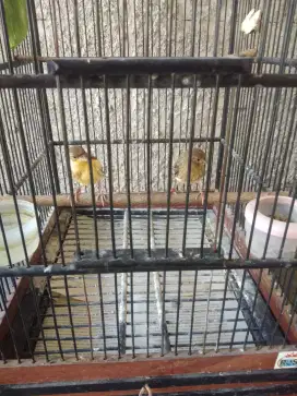 Burung Kenari Paud