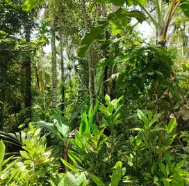 Dijual tanah kebun murah di selemadeg barat Tabanan bali