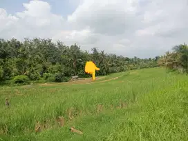 Dijual tanah sawah produktif murah di selemadeg barat Tabanan bali