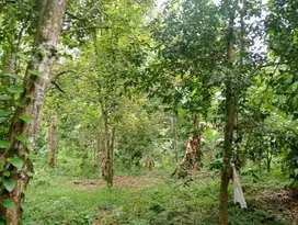 Dijual tanah perkebunan los sungai di selemadeg barat Tabanan bali