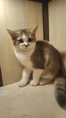 Adopsi kucing campuran bsh dan Angora