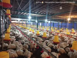 Jual Kandang Ayam Moderen Kapasitas 90 ribu Ekor