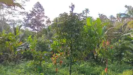 Dijual tanah kebun murah los sungai kecil