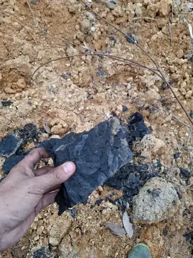 Jual Tanah Di Kalimantan Timur Berau Potensi BatuBara dan Sawit 2 Hktr