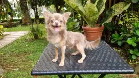 Di jual Chihuahua male long hair
