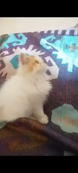 Anak kucing Persia Palembang kitten Persia lucu kucingPersia Palembang