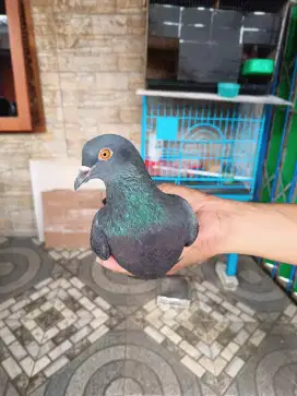 SIHITAM LENJEH BANGET