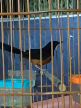 Burung murai jantan + kandang