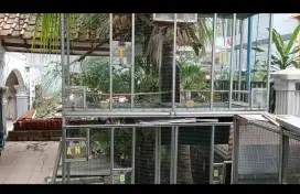Kandang burung perkutut