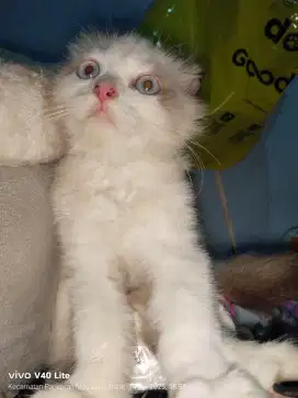 Kitten Himalaya ragdoll double scootis fold 3bln