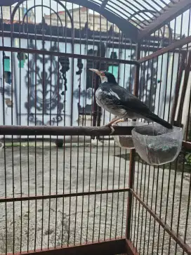 Jalak Suren Gacor Fullset
