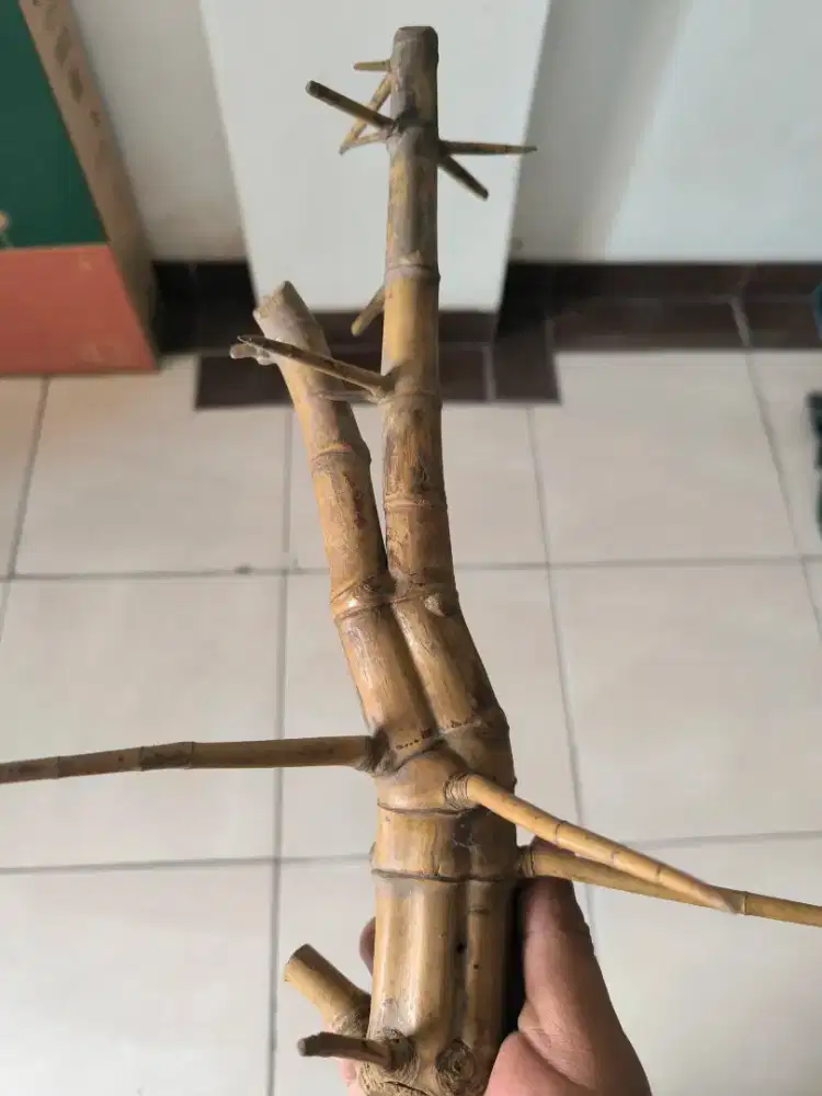 Bambu dampit bambu unik