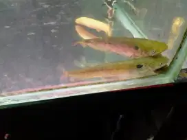 Ikan tapah ikan langka