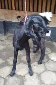 5 ekor bakalan kambing etawa 1 jantan 4 betina 4 bln paket breeding ok