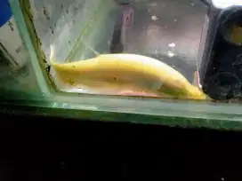 Ikan pisau albino