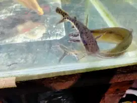 Ikan tiger solvenose catfish