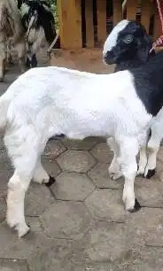 5 ekor bakalan kambing etawa 1 jantan 4 betina 4 bln paket breeding ok