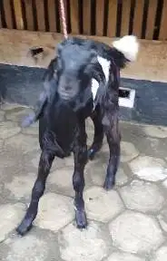 5 ekor bakalan kambing etawa 1 jantan 4 betina 4 bln paket breeding ok