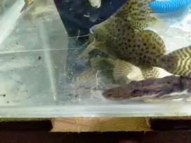 Ikan synodontis