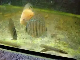 Ikan discus mix jenis