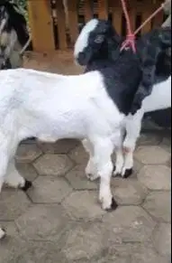 5 ekor bakalan kambing etawa paket breeding 1 jantan 4 betina 4 bulan