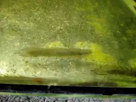 Ikan palmas senegalus