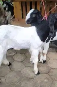 paket breeding 5 ekor bakalan kambing etawa 4 bulan 1 jantan 4 betina