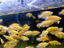 Ikan oscar albino paris orange