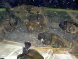 Ikan oscar tiger dan paris