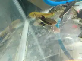 Ikan leopard catfish