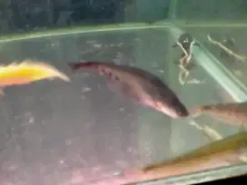 Ikan pisau totol