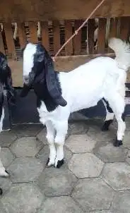5 ekor bakalan kambing etawa 4 bln 1 jantan 4 betina paket ternak top