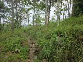 Dijual Tanah Perkebunan