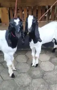 5 ekor bakalan kambing etawa 4 bulan 1 jantan 4 betina siap ternak top