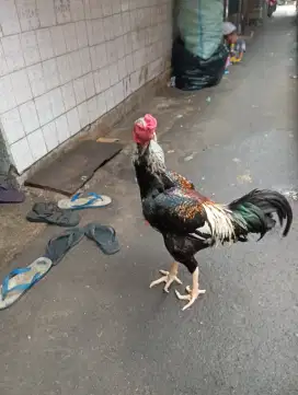 Ayam Shamo eropa x shamo jepang