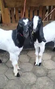 5 ekor bakalan kambing etawa 1 jantan 4 betina4 bulan siap ternak puas