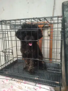 poodle jantan 7 bulan