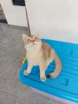 BSH golden jantan