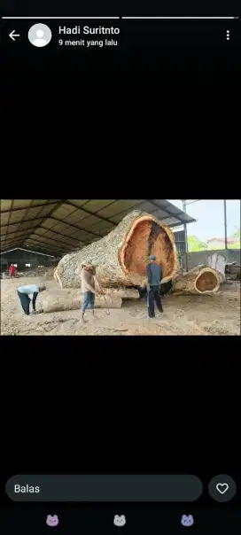 Jasa tebang pohon